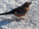 Nøtteskrike (Garrulus glandarius)