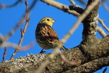 Gulspurv (Emberiza citrinella)