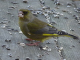 Grønnfink (Carduelis chloris)