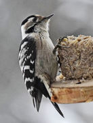 Lesser Spotted Woodpecker (Dendrocopos minor)