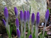 Krokusslekta (Crocus)