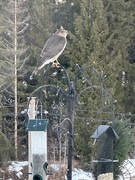 Eurasian Sparrowhawk (Accipiter nisus)