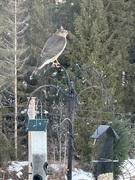 Spurvehauk (Accipiter nisus)