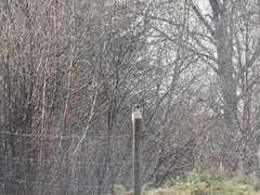 Green Woodpecker (Picus viridis)