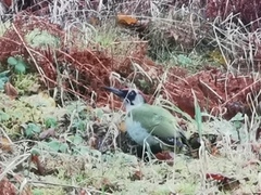 Green Woodpecker (Picus viridis)
