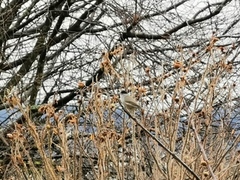 Blackcap (Sylvia atricapilla)