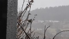 Marsh Tit (Poecile palustris)