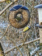 Blue Tit (Cyanistes caeruleus)