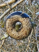 Eurasian Siskin (Spinus spinus)