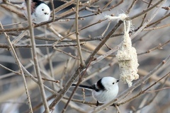 Stjertmeis (Aegithalos caudatus)