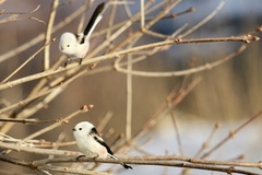 Stjertmeis (Aegithalos caudatus)