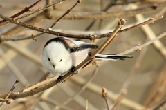 Stjertmeis (Aegithalos caudatus)