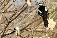 Stjertmeis (Aegithalos caudatus)
