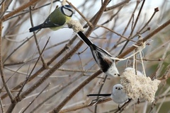 Stjertmeis (Aegithalos caudatus)