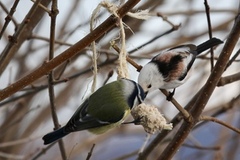 Stjertmeis (Aegithalos caudatus)