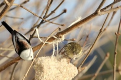 Stjertmeis (Aegithalos caudatus)