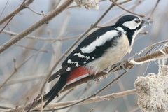 Great Spotted Woodpecker (Dendrocopos major)