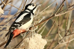 Great Spotted Woodpecker (Dendrocopos major)