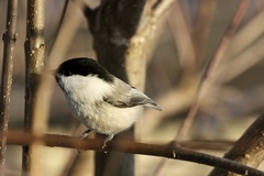 Willow Tit (Poecile montanus)