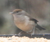 Blackcap (Sylvia atricapilla)
