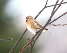 Lesser Redpoll (Acanthis cabaret)