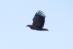 White-tailed Eagle (Haliaeetus albicilla)
