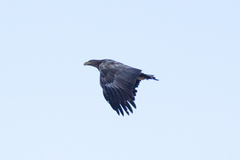 White-tailed Eagle (Haliaeetus albicilla)