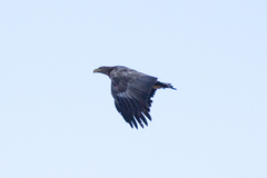 Havørn (Haliaeetus albicilla)