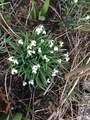 Hvitveis (Anemone nemorosa)