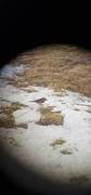 Twite (Linaria flavirostris)