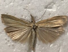 Common Grass-veneer (Agriphila tristella)