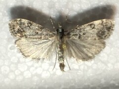 Little Grey (Eudonia lacustrata)