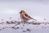 Gråsisik (Carduelis flammea)