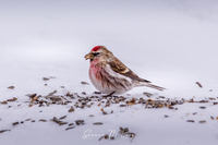 Gråsisik (Carduelis flammea)