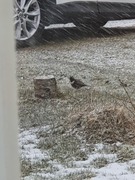 Ring Ouzel (Turdus torquatus)