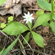 Skogstjerne (Trientalis europaea)