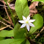 Skogstjerne (Trientalis europaea)