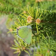 Grønnstjertvinge (Callophrys rubi)