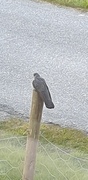 Common Cuckoo (Cuculus canorus)