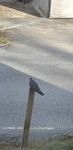 Common Cuckoo (Cuculus canorus)