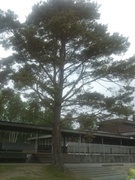 Furu (Pinus sylvestris)