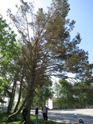 Furu (Pinus sylvestris)