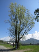 Hvitpil (Salix alba)