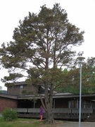 Furu (Pinus sylvestris)