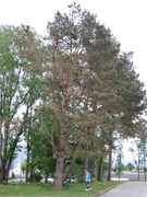 Furu (Pinus sylvestris)