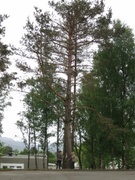 Furu (Pinus sylvestris)