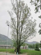 Hvitpil (Salix alba)