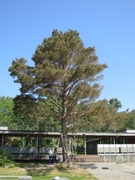 Furu (Pinus sylvestris)