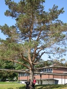 Furu (Pinus sylvestris)