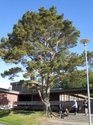 Furu (Pinus sylvestris)